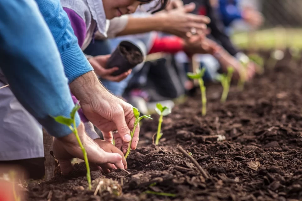 Cultivar en casa: invitan a un taller gratuito para iniciarse en la huerta