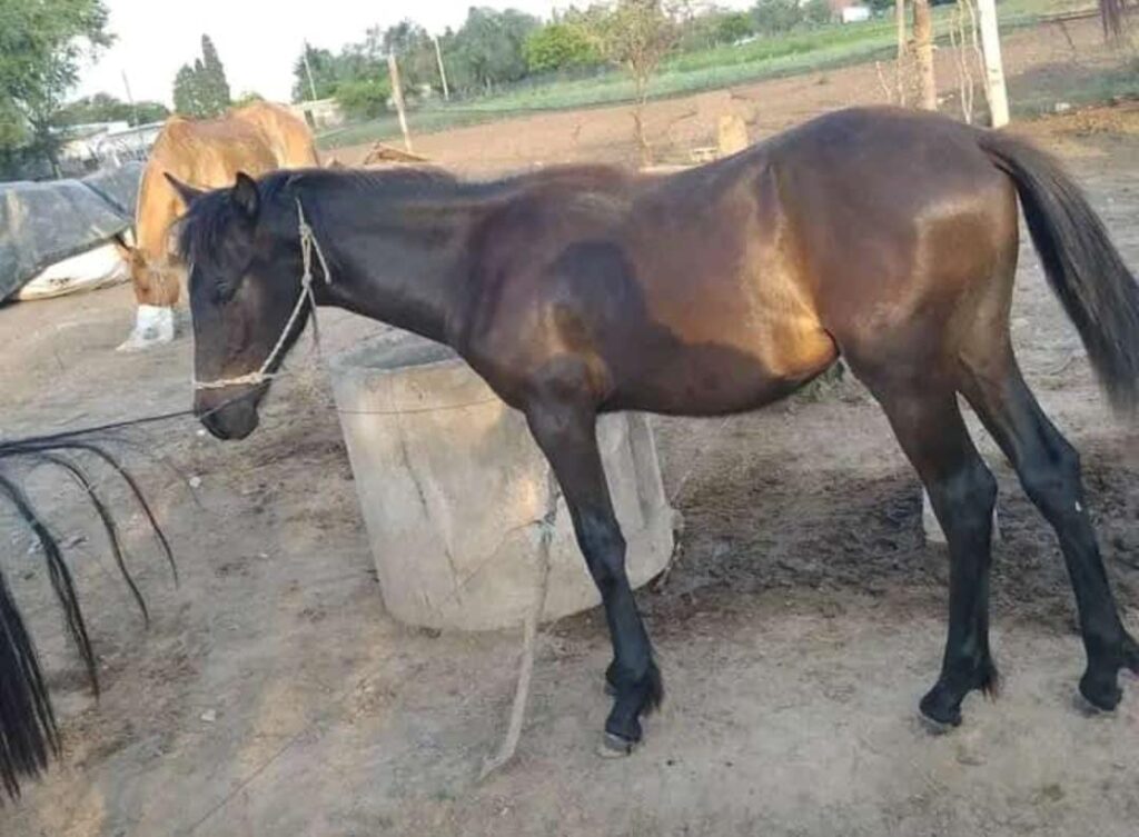 Una familia busca desesperadamente a su yegua y potrillo en Villa del Prado