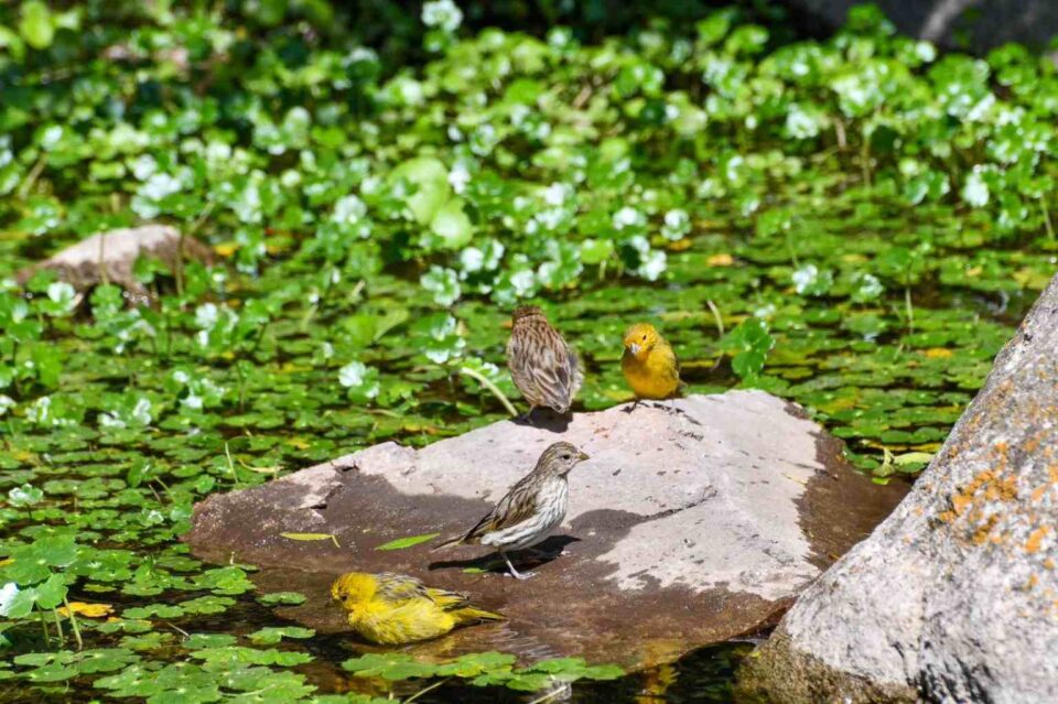 Regresaron a su hábitat 49 aves recuperadas del cautiverio