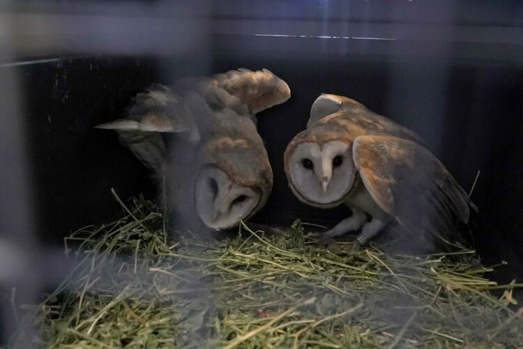 Liberaron a siete aves rescatadas del tráfico ilegal y mascotismo