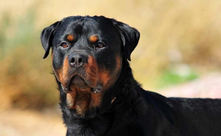 Presentan un proyecto de ley para prohibir los perros peligrosos