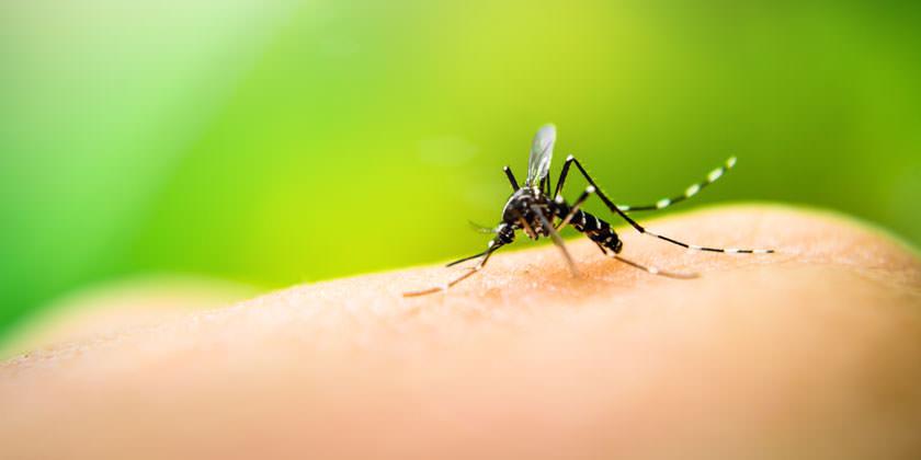 Los Aromos: Se activó un operativo de bloqueo debido a un caso de dengue