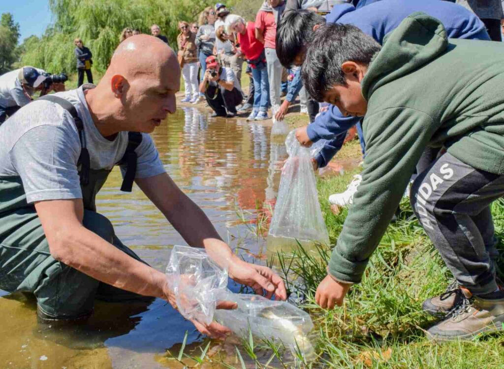Buscan restaurar las poblaciones de dorados en el Río Ctalamochita