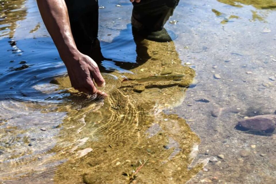 Buscan restaurar las poblaciones de dorados en el Río Ctalamochita