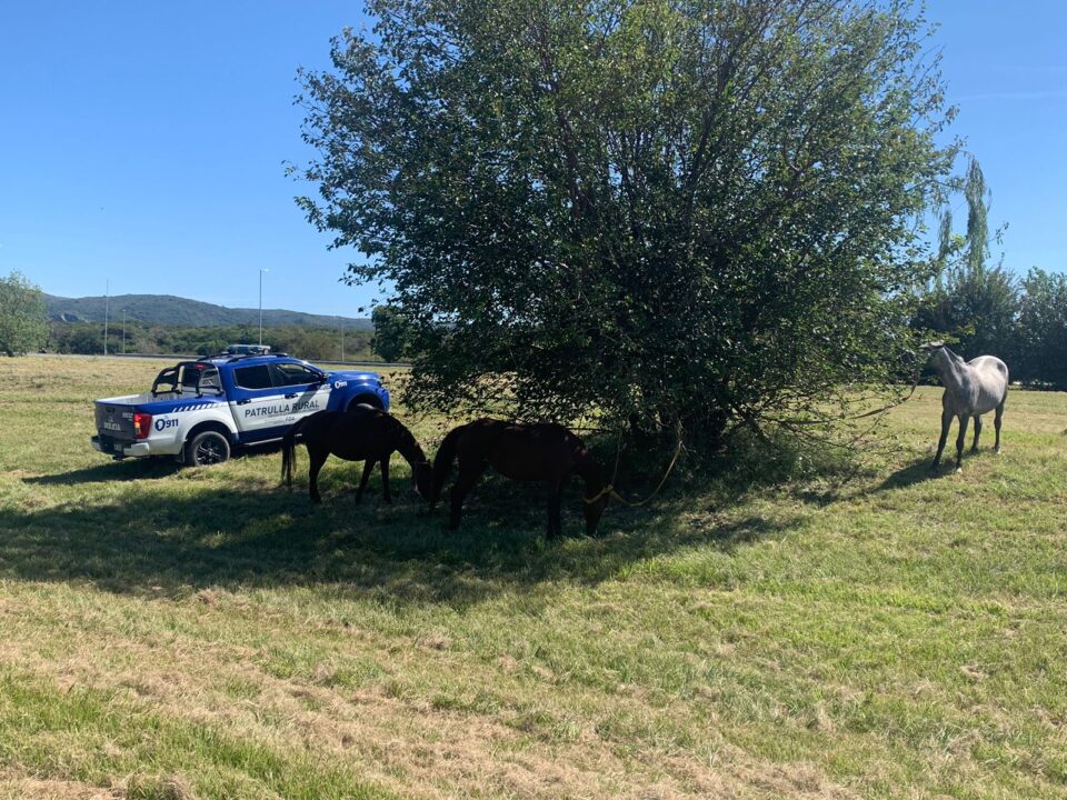 Encontraron tres caballos en Malagueño que habían sido robados en Alta Gracia