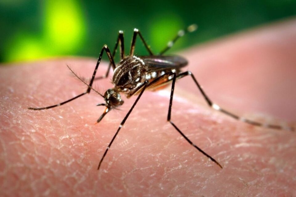 Los casos de dengue se duplicaron en Córdoba en apenas 15 días