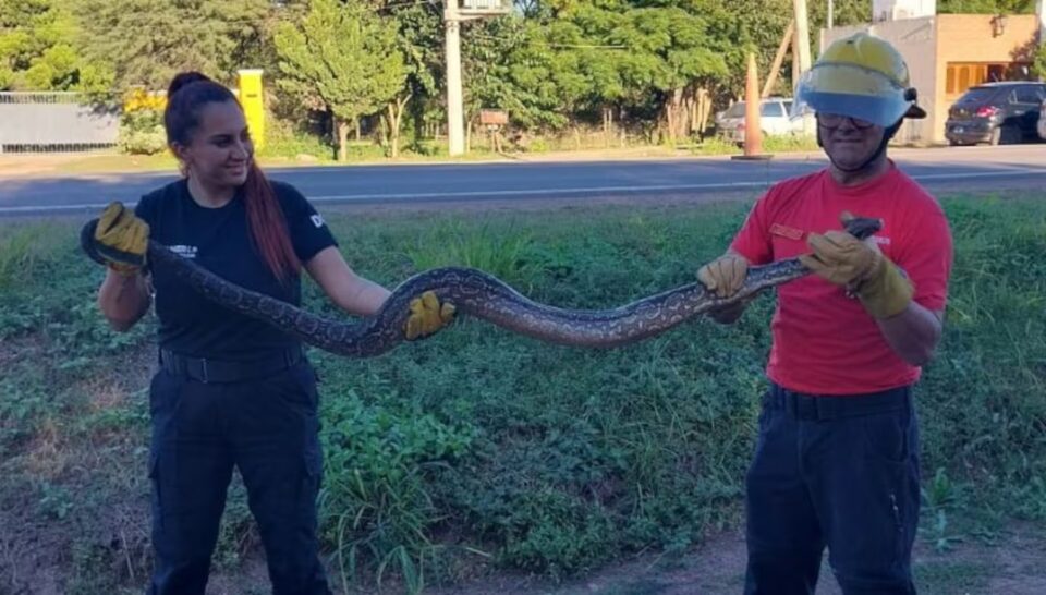 Rescataron a una enorme boa constrictora en el norte cordobés