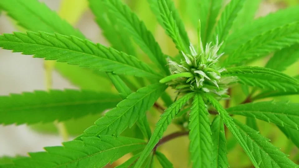 La DEA propone reclasificar la Marihuana como droga de menor riesgo