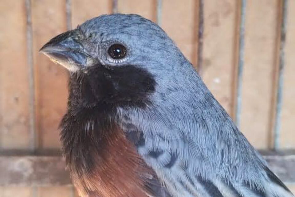 Rescataron más de 70 aves silvestres que estaban cautivas en Villa María