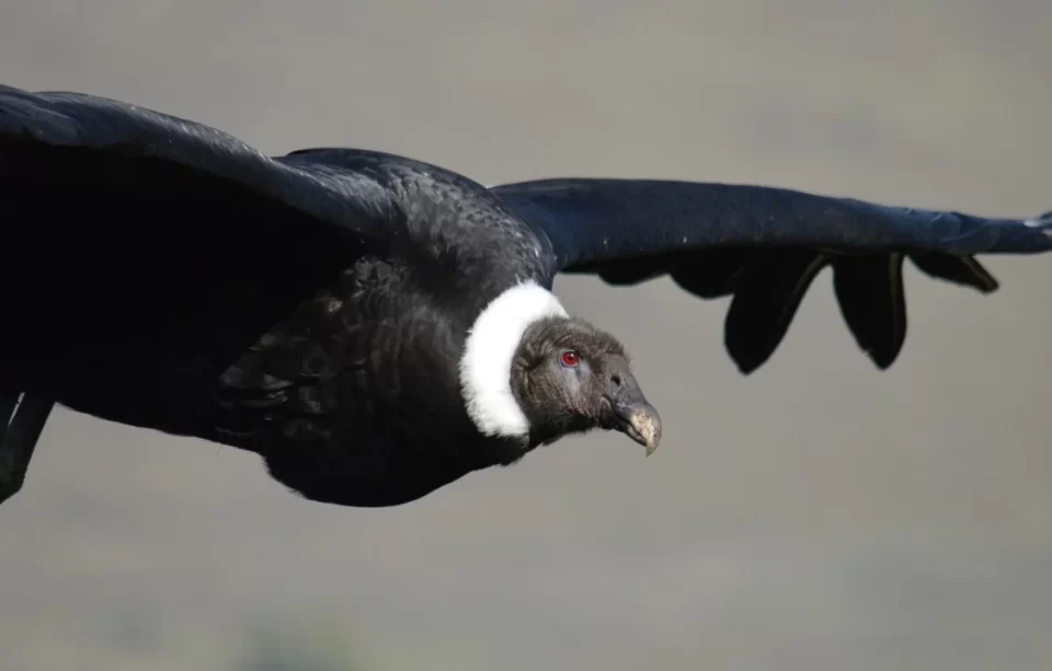 Fauna autóctona de Córdoba: actualizaron el listado de especies amenazadas