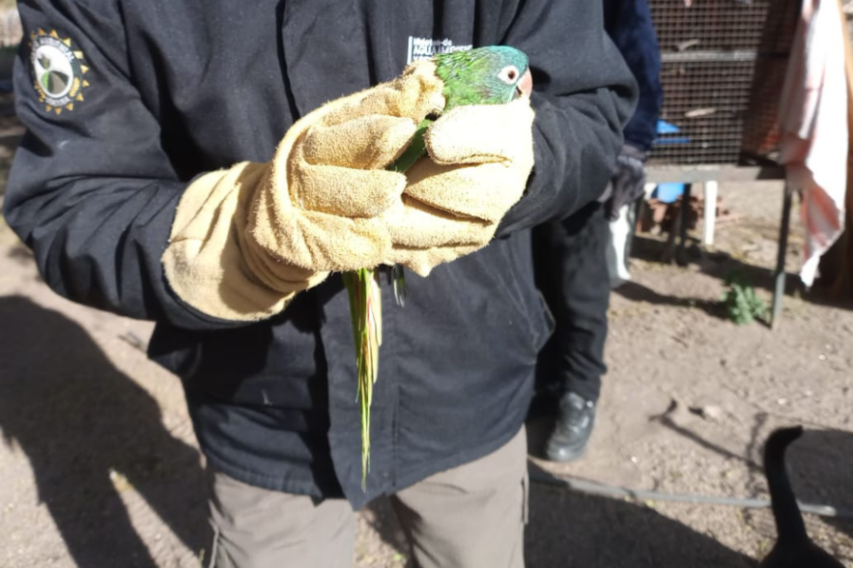 Traslasierra: Policía Ambiental allanó domicilios y recuperó aves del cautiverio