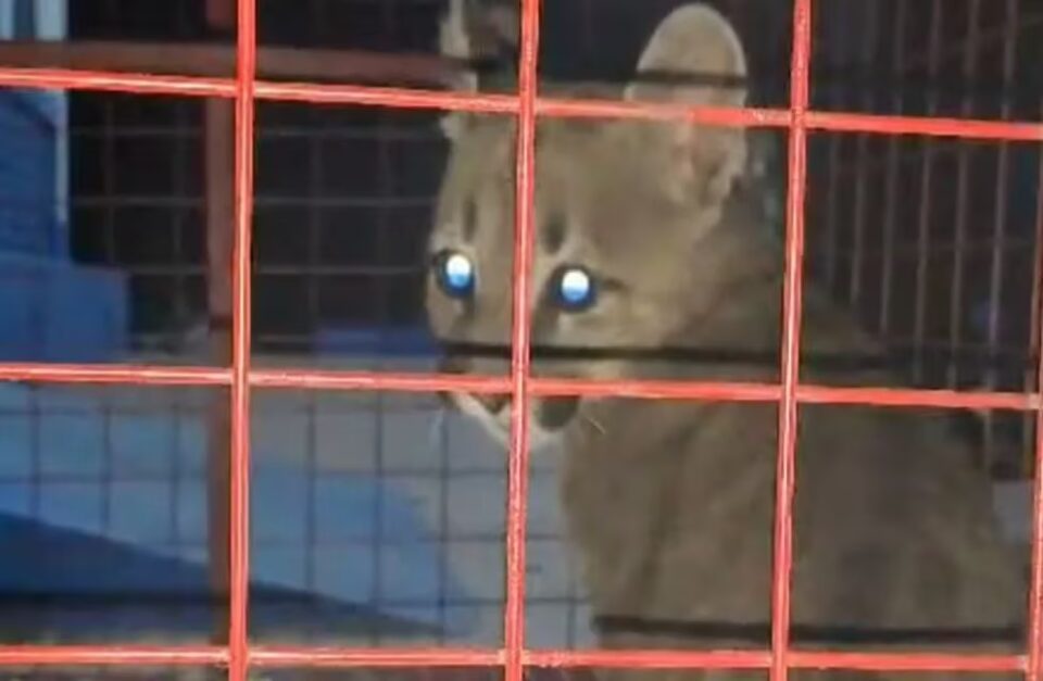 Rescataron un cachorro de puma de una casa en Cuesta Blanca