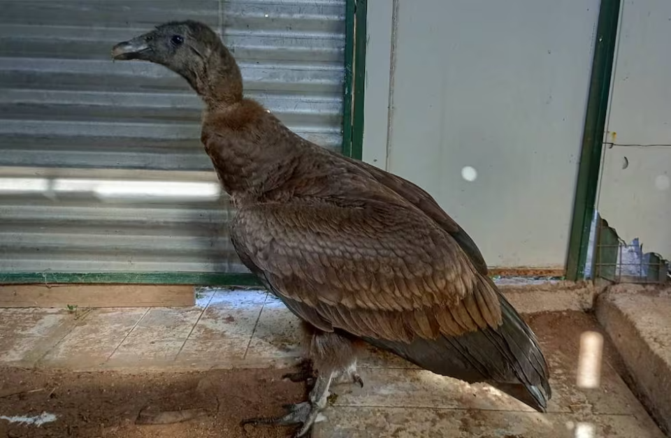 Rescataron a un Cóndor Andino del patio de una casa en el interior de Córdoba
