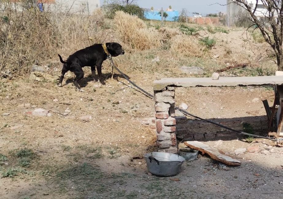 Tras un allanamiento en Malagueño, rescataron a un perro que sufría maltrato