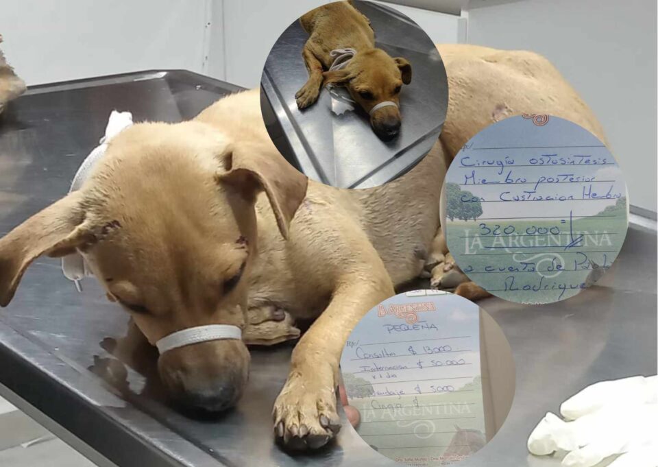 Una proteccionista local pide ayuda para pagar la cirugía de una perrita atropellada