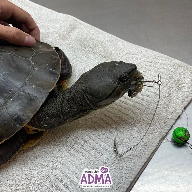ADMA RESCATÓ A UNA TORTUGA