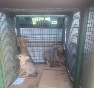 Rescataron a cinco cachorros de zorro gris de una cochera en Córdoba