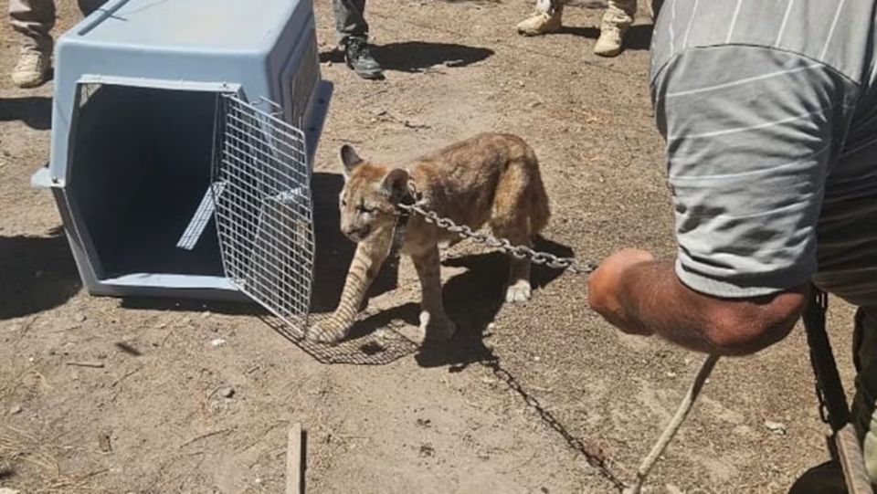 Rescataron a una cachorra de puma durante un allanamiento en Laboulaye
