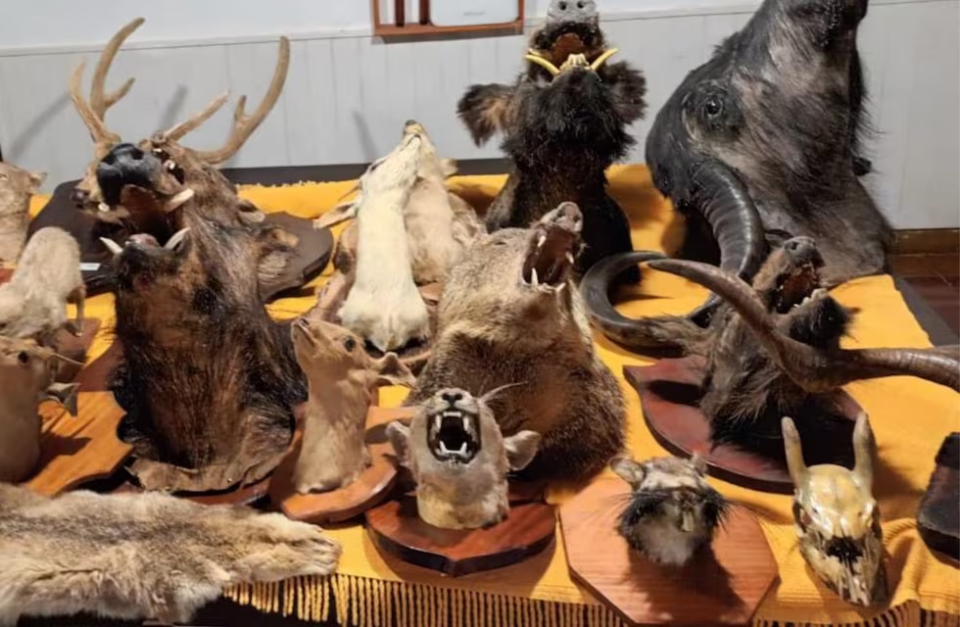 Horror en Córdoba: hallan 35 cabezas de animales disecados en una vivienda rural