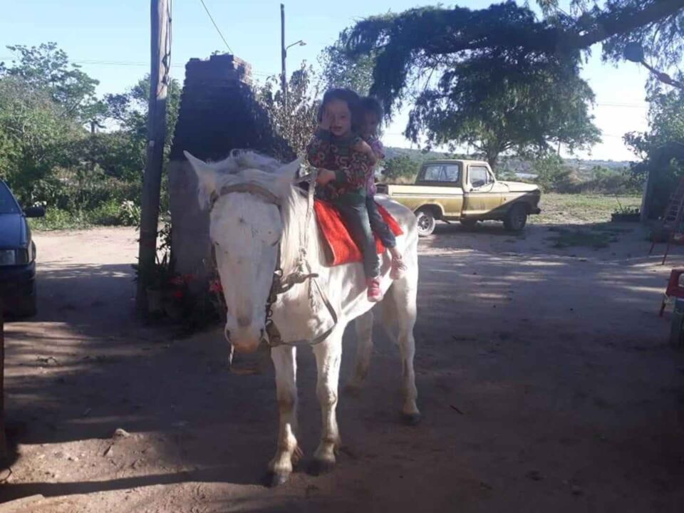 Robaron a “Lobito”, el caballo de equinoterapia de una nena con Síndrome de Down
