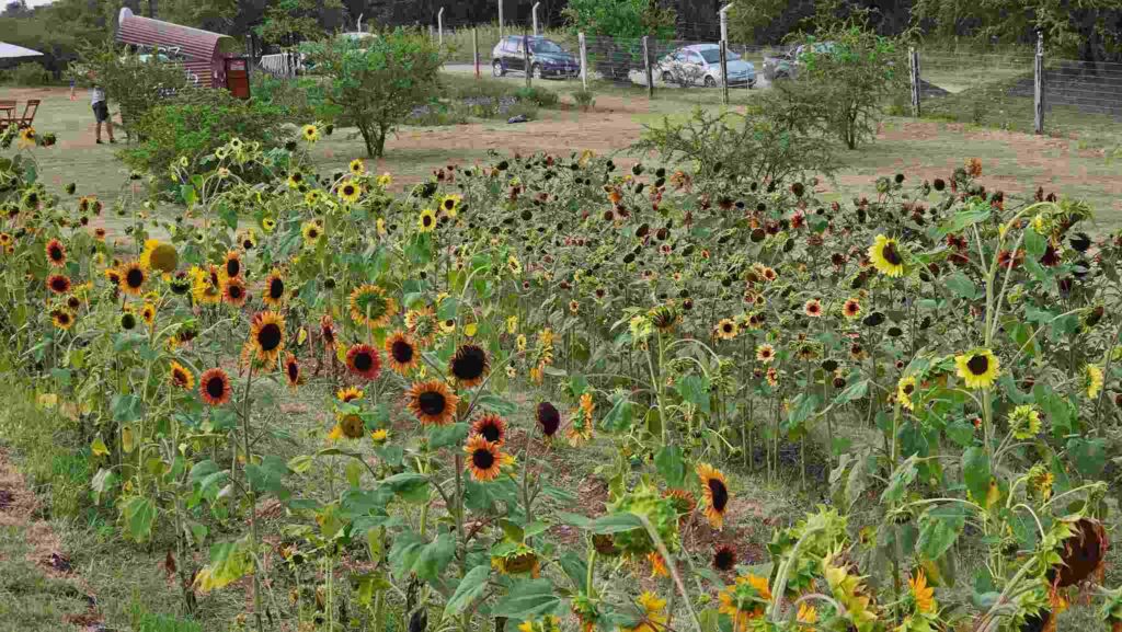 "Atardecer entre Flores": se realizó la apertura de temporada de Despeñaderos Florece