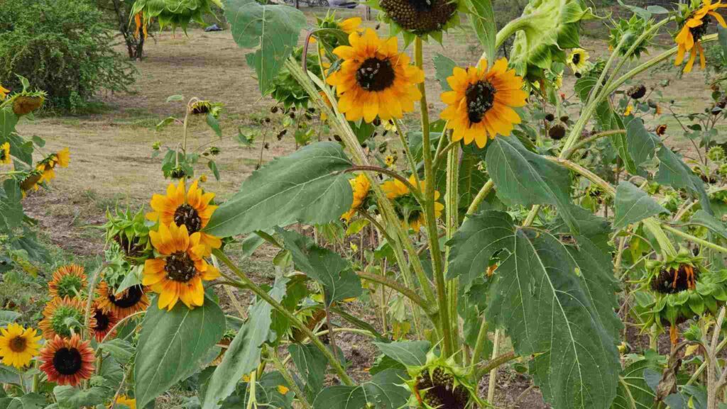 "Atardecer entre Flores": se realizó la apertura de temporada de Despeñaderos Florece