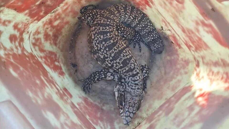 Atraparon a otro lagarto overo en Córdoba: estaba en el patio de un comercio