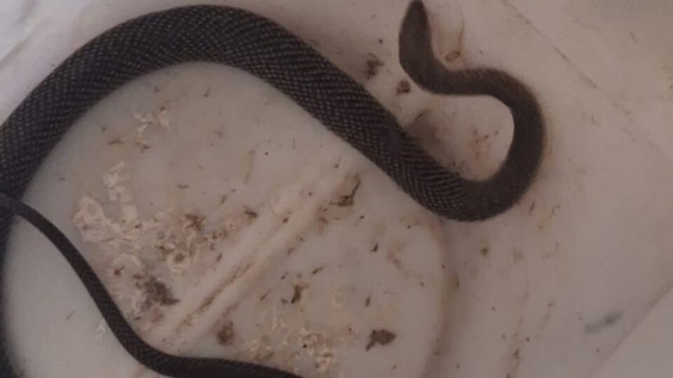 Hallaron una culebra en el patio de una casa