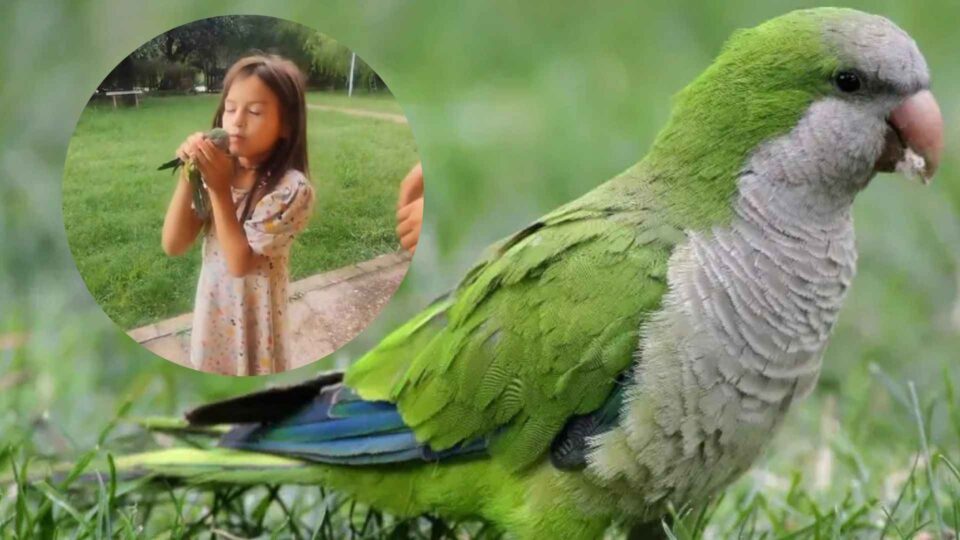 Galleta: la cotorra que volvió a volar gracias al amor y el cuidado de ADMA
