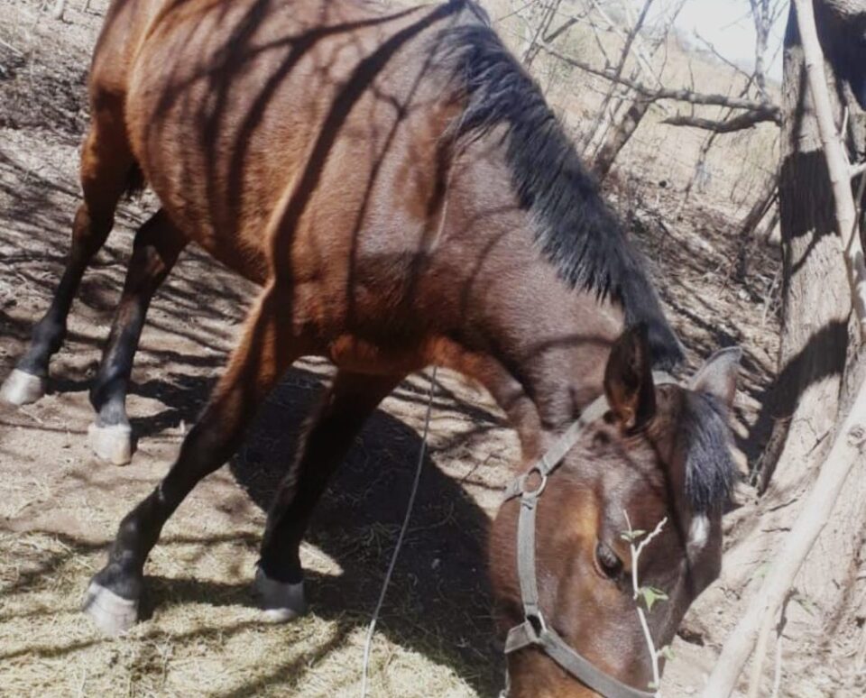 Anisacate: un hombre sufrió el robo de su caballo, pero pudo encontrarlo