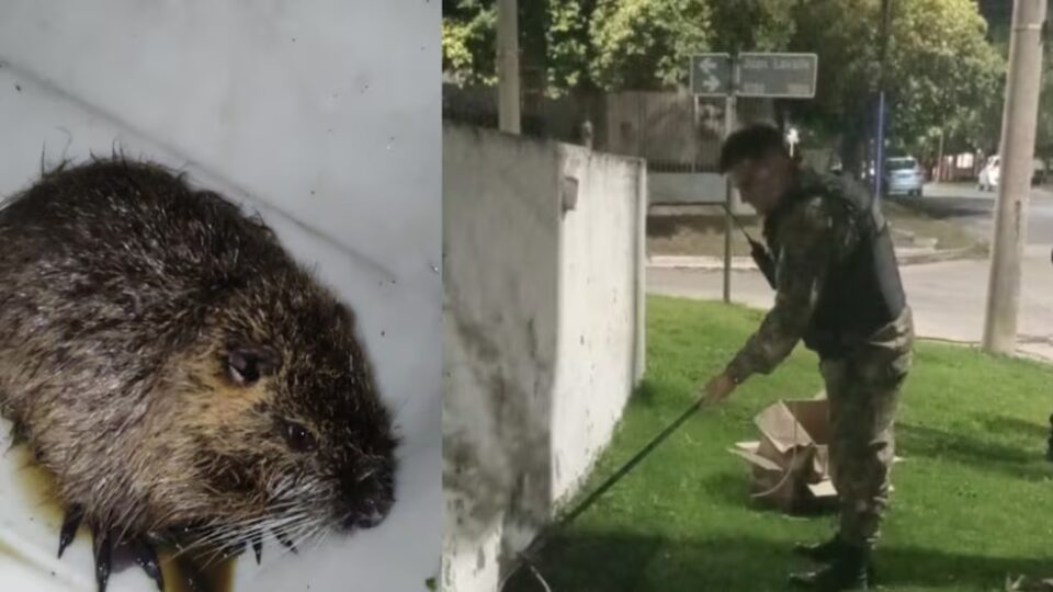 Inusual rescate: la Patrulla Ambiental captura un coipo en Córdoba