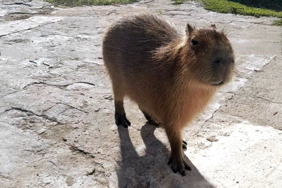 La Policía Ambiental rescató un carpincho y nueve aves silvestres