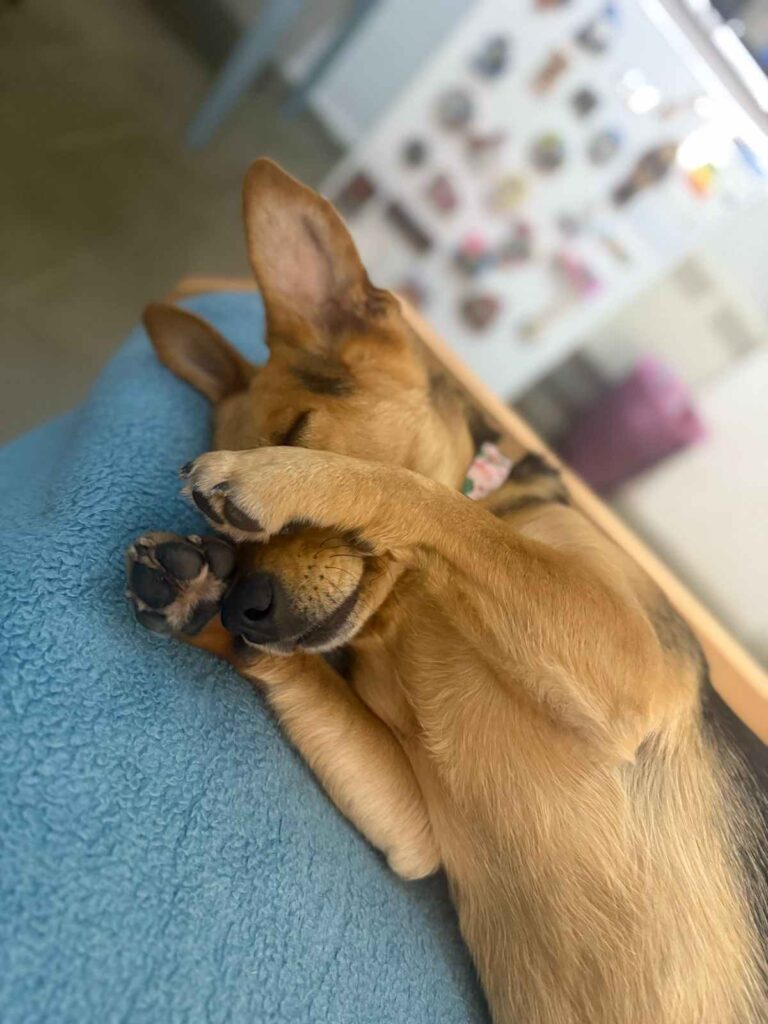Aylen, la altagraciense que no se rindió hasta traer a su perrita desde Chipre