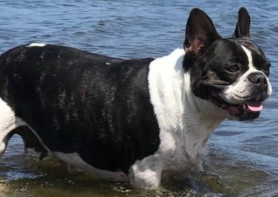 Buscan a India, una perrita perdida y ofrecen $500 mil de recompensa