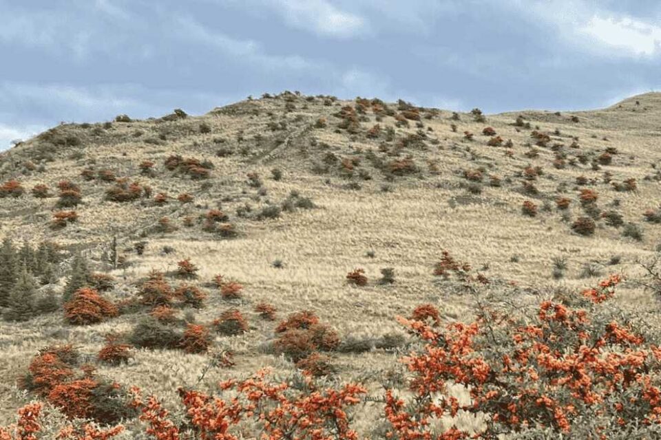 La Provincia prueba alternativas para controlar el avance de plantas exóticas en pastizales