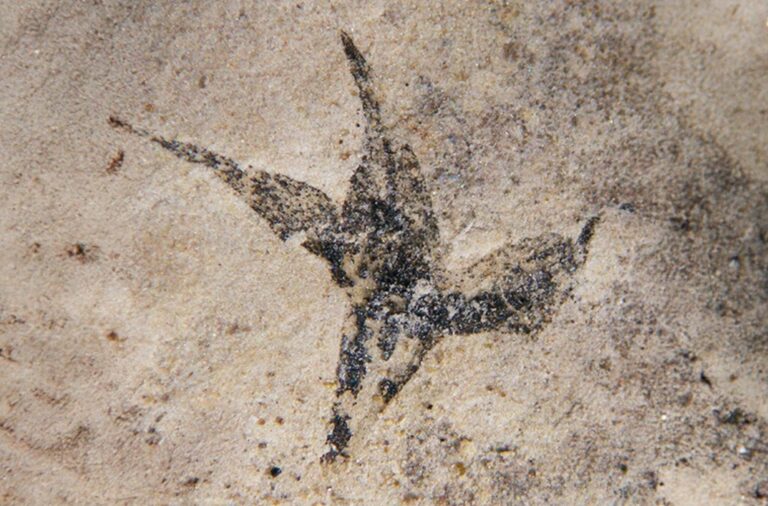 Hallan la flor fósil más antigua del país con 113 millones de años