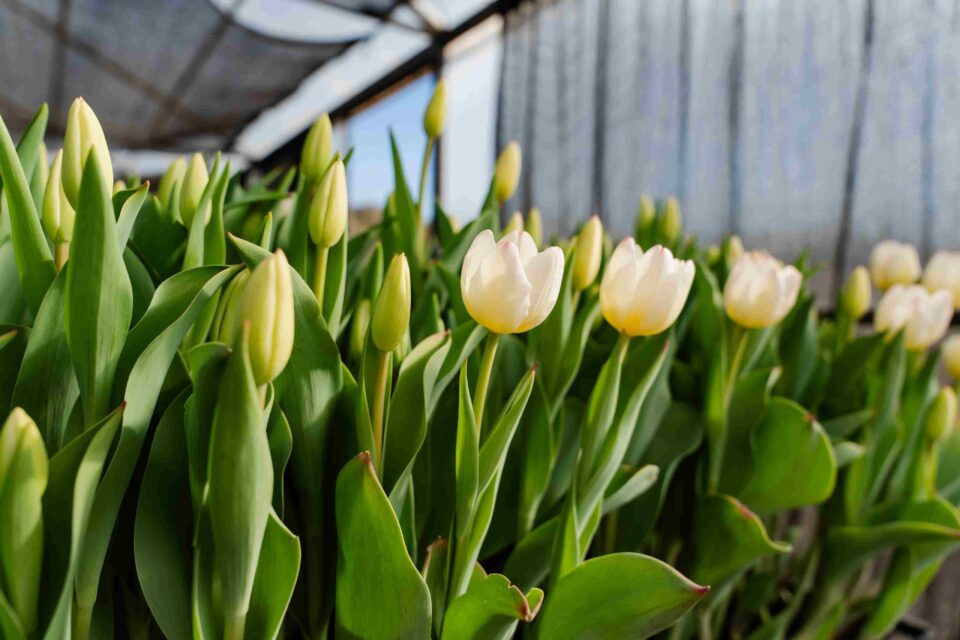 Tulipanes en Despeñaderos Florece: ya se puede visitar el predio con actividades guiadas