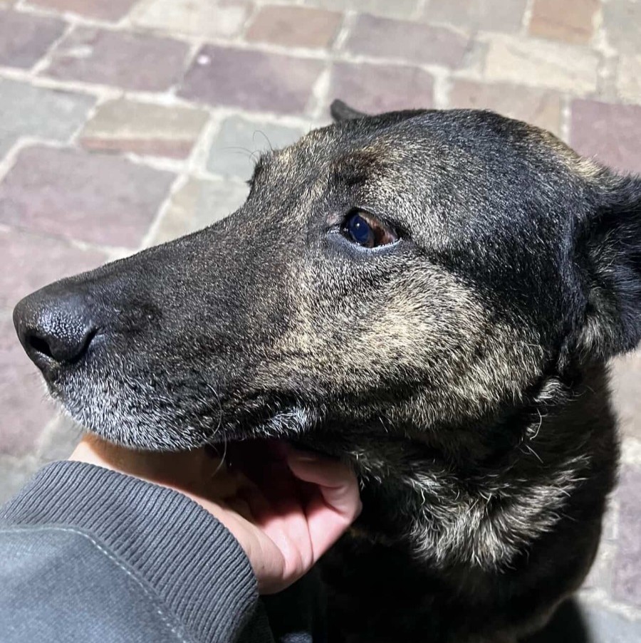 Cachu, el perro más fiel de Alta Gracia: una amistad callejera que ...