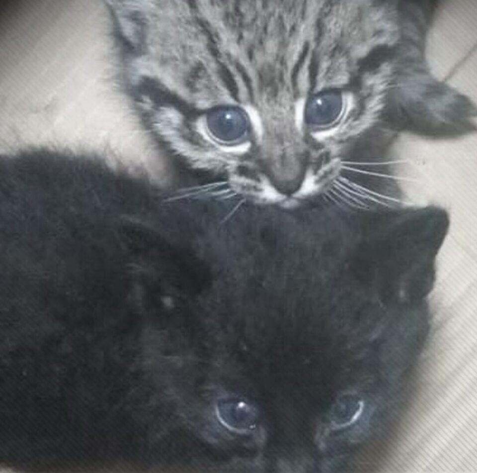 Rescataron a dos cachorros de gato montés en Córdoba