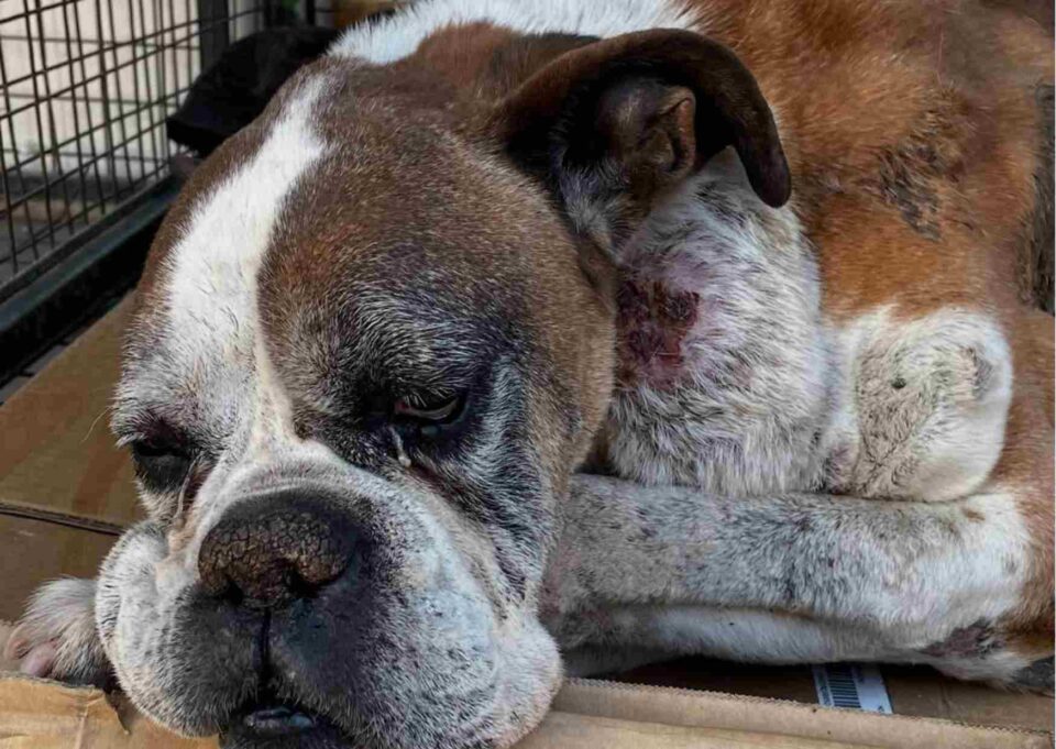 Otra cara de la realidad: ADMA rescató a un perro en estado crítico por no estar castrado