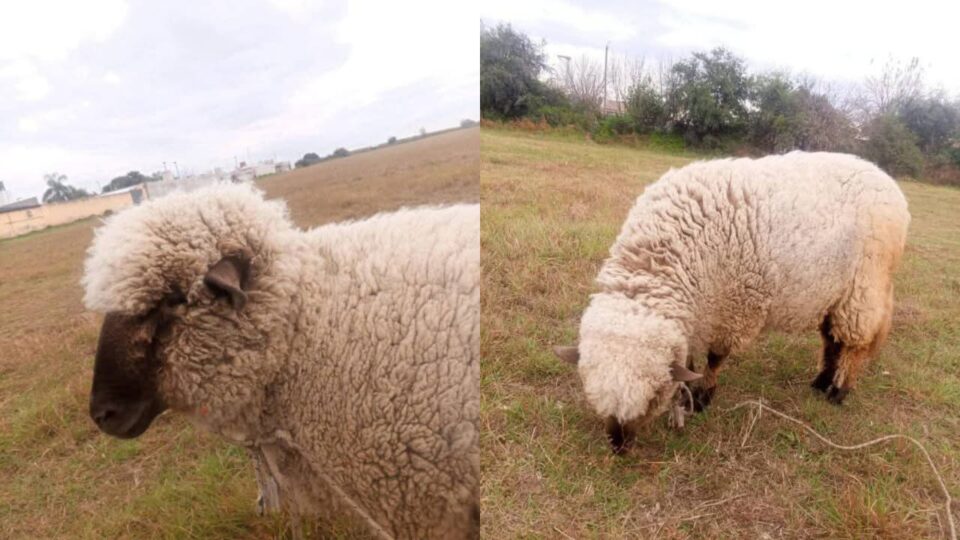 Piden ayuda para encontrar a Isabella, una oveja criada como mascota
