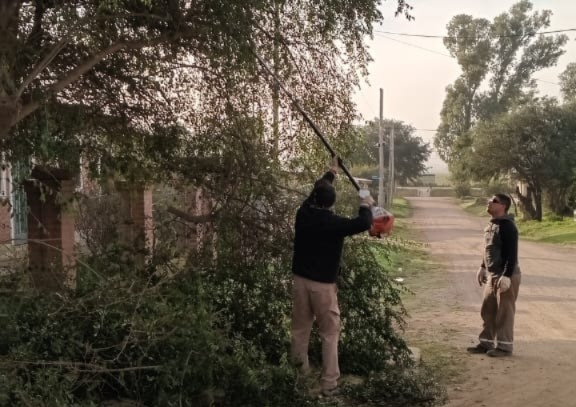Últimos días para podar: qué tenés que saber antes del 15 de agosto