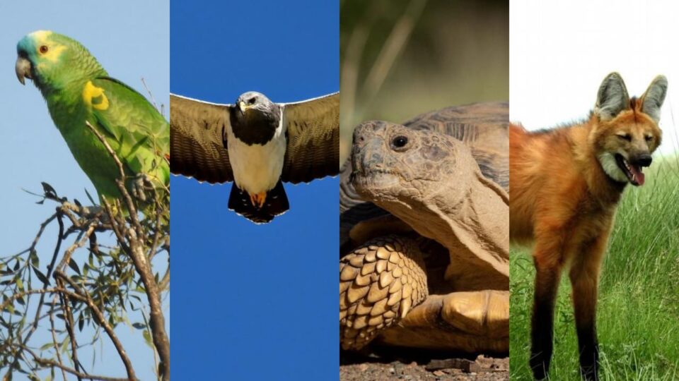 El sapo, la tortuga y el loro hablador, monumentos naturales cordobeses