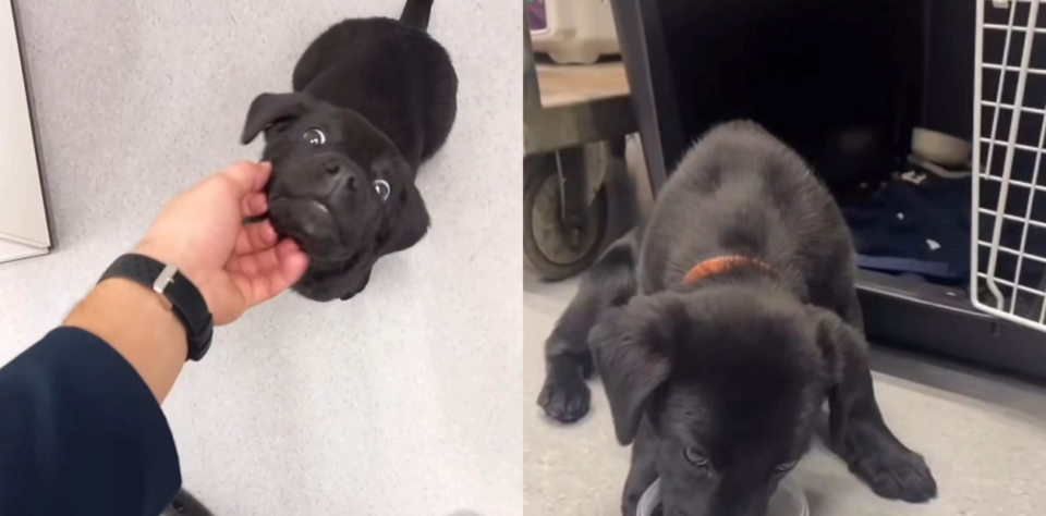 No pudo embarcar con su perro y lo abandonó en el aeropuerto