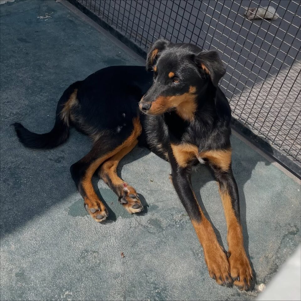 Ulises busca un hogar: la historia de un perrito que superó el abandono