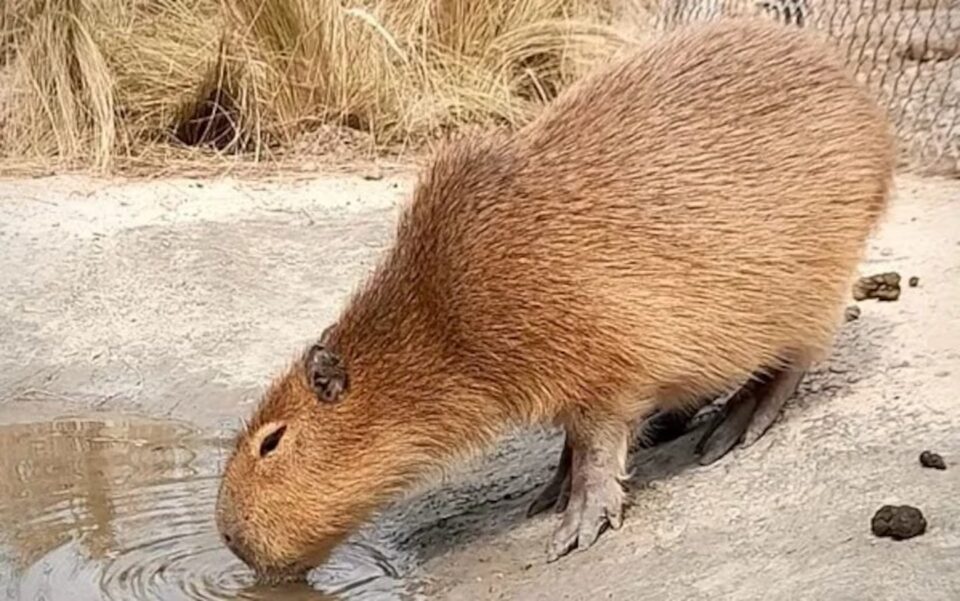 Allanamiento: una granja exhibía desde carpinchos hasta tortugas acuáticas