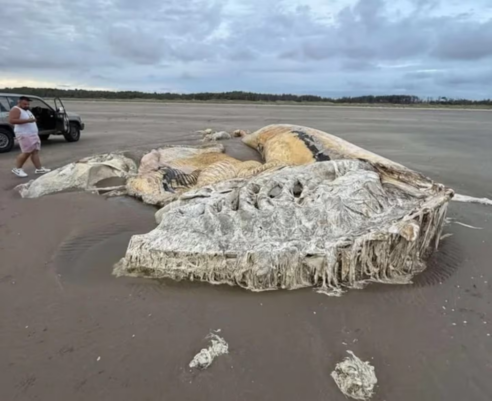 Apareció una criatura aterradora en una playa de Gran Bretaña y generó conmoción mundial