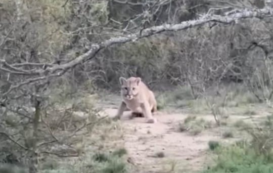 Salieron a andar en bici por Valle Buena Esperanza... Se cruzaron con un amiguito