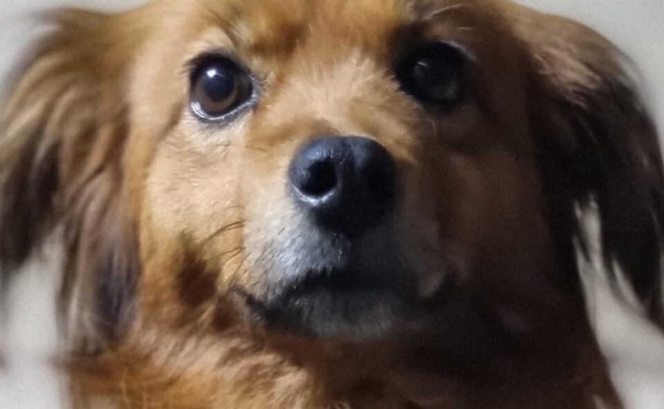 Con 3 años se perdió en el monte y su perrita la salvó del terror de la noche