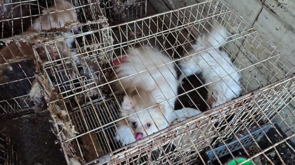 Rescataron a 87 perros en un grave estado de abandono en una vivienda de Córdoba